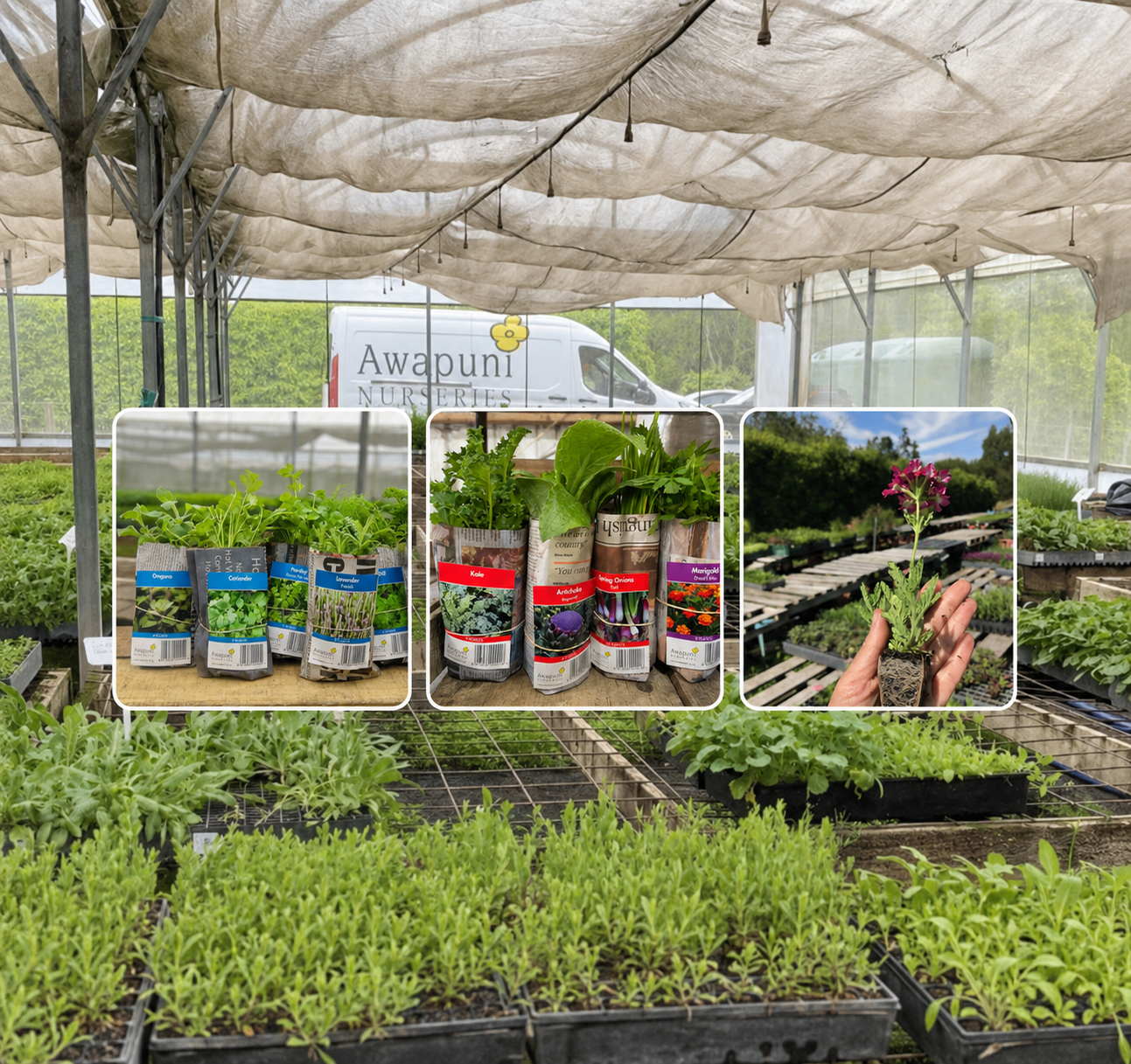 Buy Vegetables, Flowers, Natives and Herbs Online